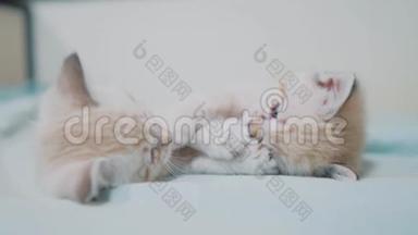 两只小白猫在床上玩打架的搞笑视频.. 猫猫猫猫猫猫猫猫猫猫猫猫猫猫猫猫猫猫猫